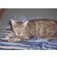 total verschmuste Susi - Katze