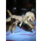 toy pudel-mini chihuahua mix Welpen - Hündin