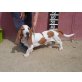 traumhafter Basset, Basset Hound - Rüde