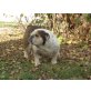 trixi, Englische Bulldogge - Hündin
