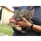 unbekannt - Kater