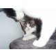 unbenannt, Hauskatze - Kater