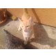 unbenannt, Hauskatzen - Kater