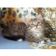 usara, Sibirische Katze - Katze