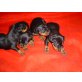 v. TEUFELSECK, Zwergpinscher - Rüde