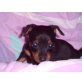 v. TEUFELSECK, Zwergpinscher Welpen - Rüde