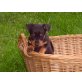 v. Teufelseck, Zwergpinscher Welpen - Rüde