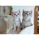 v. d. blauen Donau, Britisch Kurzhaarkatze - Katze