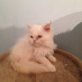 verschenke Baby Perserkatze Red Point, Perser - Katze