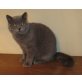 verschiedene BKH Kater, Britisch Kurzhaarkatze - Kater