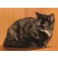 verschiedene BKH Mädchen, Britisch Kurzhaarkatze - Katze