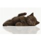 verschiedene, Britisch Kurzhaarkatze - Katze