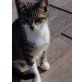 verschiedene arme Kätzchen, Hauskatze lang- und kurzhaarige - Kater