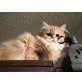 verschm reinr Perserbabysm. Nase3 x entw.ab, Perser - Kater