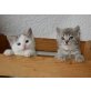 verspielt und anhänglich, frecher, süßer Freddy - Kater
