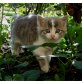 verspielt und neugierig, wuschelliges Käterchen - Kater