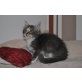 viele, Maine Coon Heilige Birma - Kater