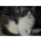 vier Wohnzimmerlöwen, Maine Coon - Kater