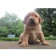 vom Aicherhof, Labrador Retriever Welpen - Hündin