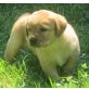 vom Aicherhof Rüden und, Labrador Retriever Welpen - Hündin