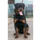 vom Alpenland, Rottweiler - Rüde