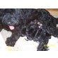 vom Amur, Schwarzer Russischer Terrier Welpen - Rüde