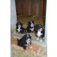 vom Edtmaiergut, Berner Sennenhund Welpen - Hündin