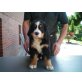 vom Hagener Hof, Berner Sennenhund Welpen - Rüde