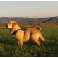 vom Haselgrund, Golden Retriever Welpen - Rüde