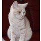 vom Havelschloß, Britisch Kurzhaarkatze - Kater