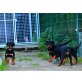 vom Mattigtal, Rottweiler Welpen - Rüde