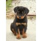 vom Mattigtal, Rottweiler Welpen - Rüde