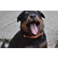 vom Mattigtal, Rottweiler Welpen - Rüde