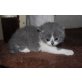 vom Purzels Hof, Süsse Bkh Kitten ab mitte Dez. mit Ahnentafe - Kater