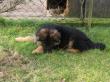 vom Ratsberg, Altdeutsche Schäferhunde Welpen - Rüde