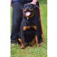 vom Rottigarten, Rottweiler - Hündin