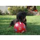 'vom Rottigarten', Rottweiler Welpen - Hündin