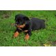 vom Rottigarten, Rottweiler Welpen - Hündin