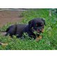 vom Rottigarten, Rottweiler Welpen - Hündin