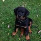'vom Rottigarten', Rottweiler Welpen - Rüde