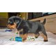 vom Rottigarten, Rottweiler Welpen - Rüde