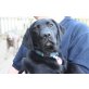 vom Stauden Land, Labrador Retriever Welpen - Hündin