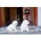 vom schlosshof, Bichon Frisé Welpen - Hündin