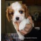 von Ebenthal, Cavalier King Charles Spaniel - Rüde