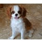 von Ebenthal, Cavalier King Charles Spaniel Welpen - Rüde