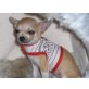 von Taischan, Chihuahua kurzhaariger Schlag Welpen - Hündin