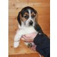 von den Himmesberger Teufeln, Beagle Welpen - Rüde