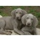 von den silver stars, Weimaraner Welpen - Rüde
