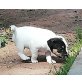 von der Einöde Buchholz, Parson-Russell-Terrier - Hündin