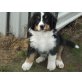 ' von der Eldeburg ', Berner Sennenhund - Rüde